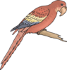 Perched Macaw Clip Art